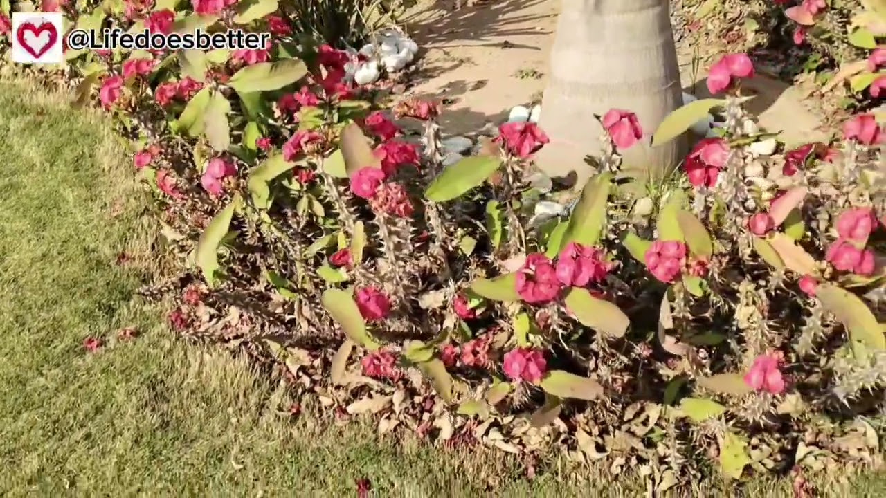 Crown of Thorns #viralvideo #nature #plants #garden 