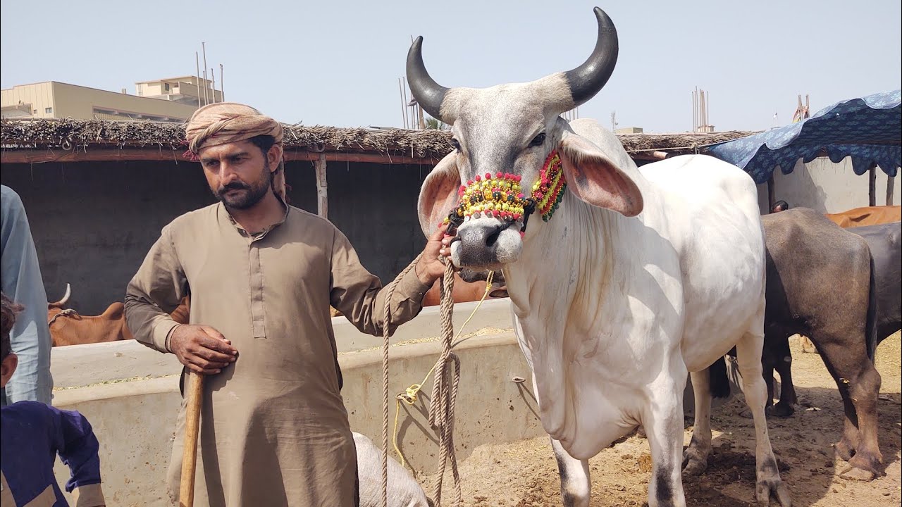 Thatta Bakra Mandi ultimate #Demand 6#lakhs #clip #viral #Eidulazha