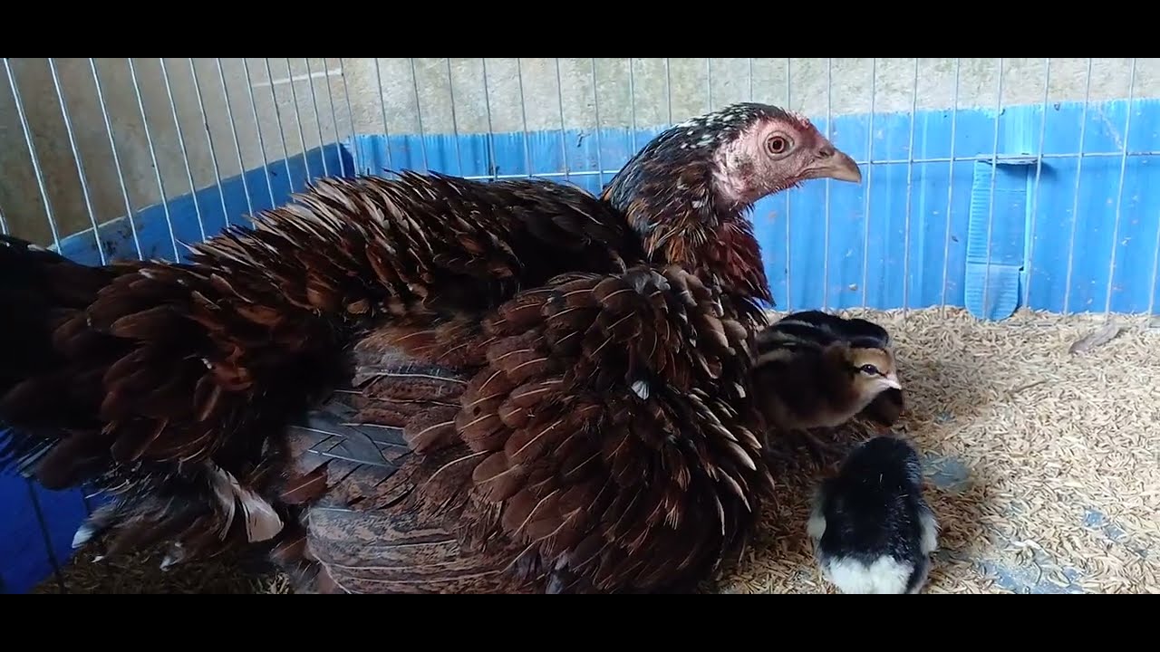 The Fighting Hens Are 119 Day old ,and The Mother hen has More Chick,So She Favors the Younger Ones