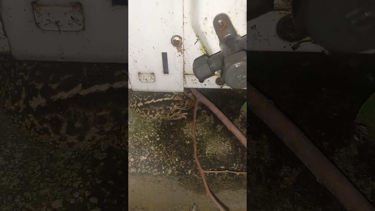 Toad takes a cool break underneath the mini split unit