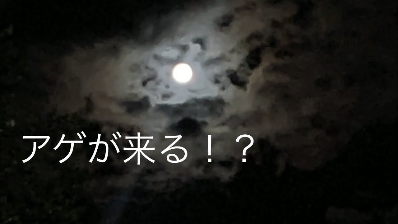 夜釣りでレベル上げ[♯3初心者から始める釣り]