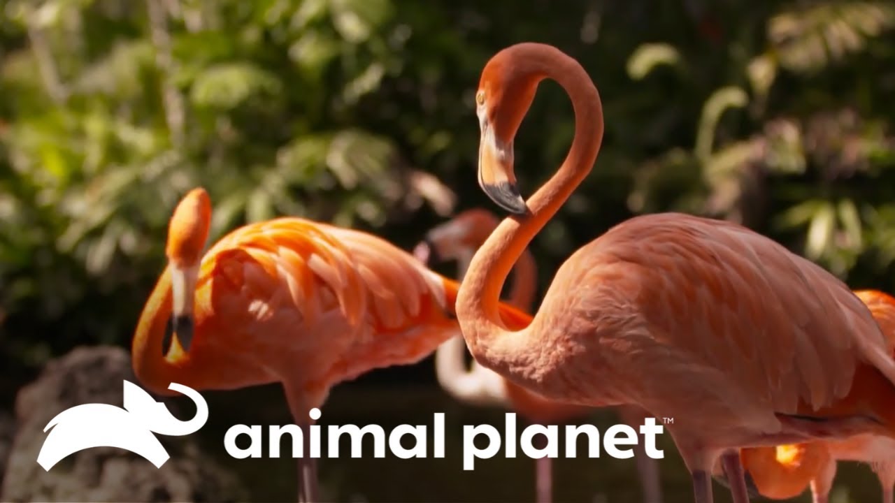 La razón del color en las plumas de los Flamencos | Los Secretos del Mundo Animal | Animal Planet