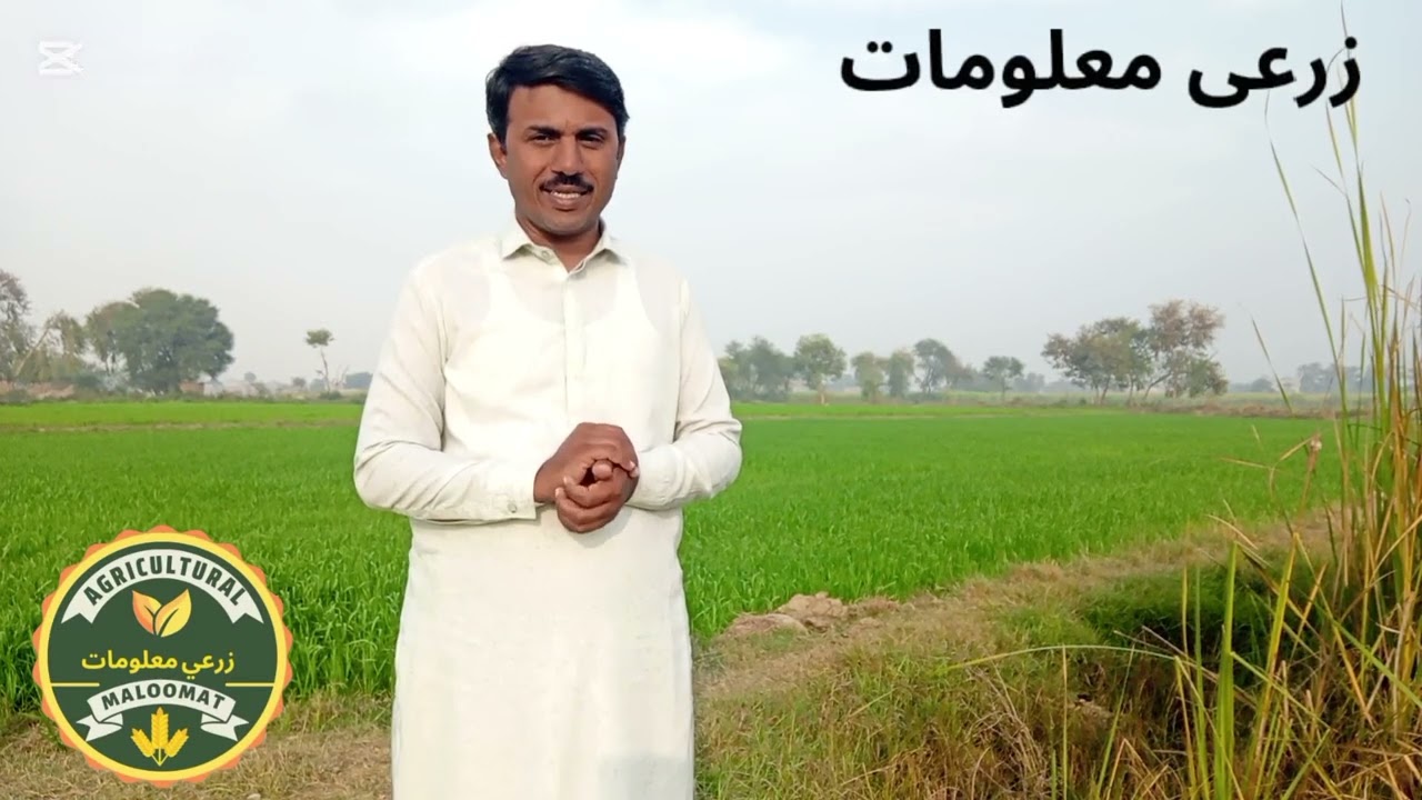 How to save crop from damages of cold فصل کو سردی کے نقصانات سے کیسے بچائیں @Agriculturalmaloomat 