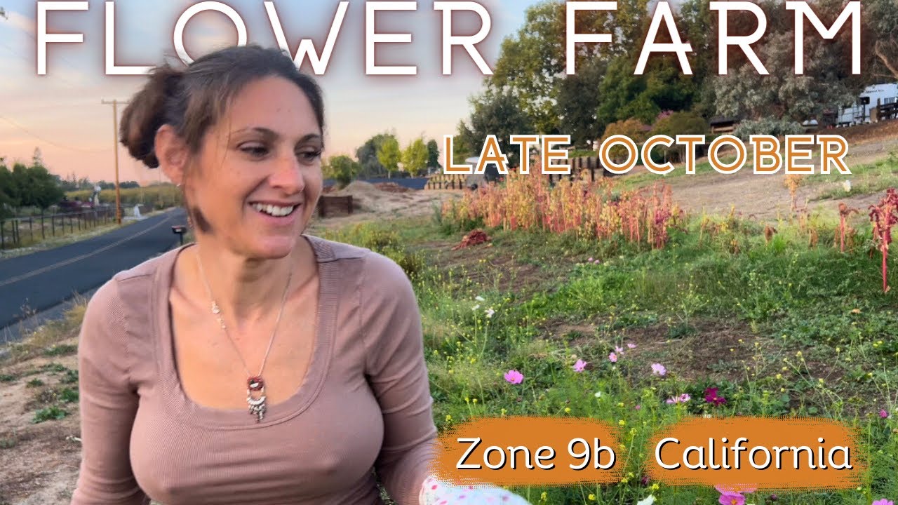 Калифорнийская цветочная ферма, конец октября #zone9b #flowerfarm
