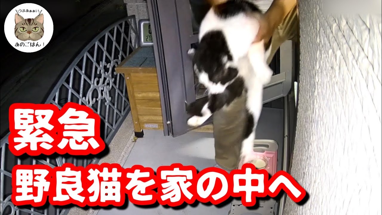 【ピンチ】猛暑の中やって来た野良猫に家の中へ入ってもらったら…こうなりました