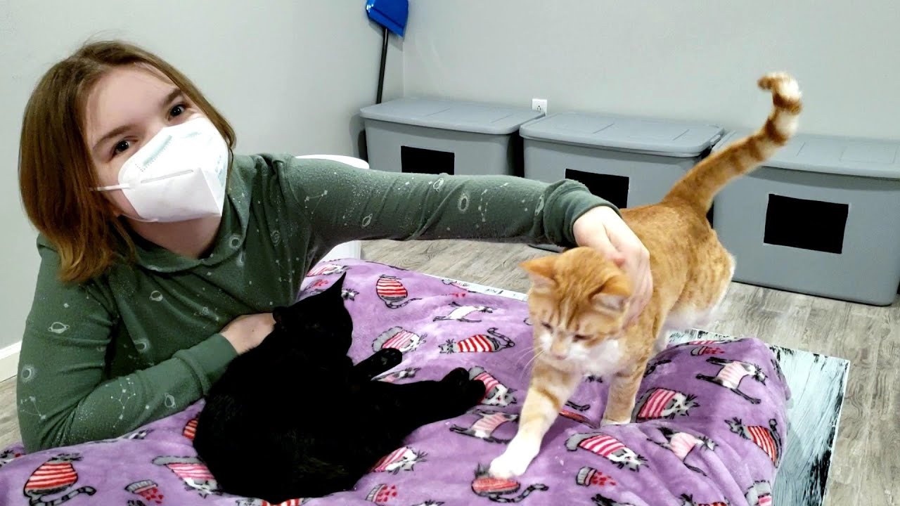 KITTENS FOR EVERYBODY! Cat Cafe
