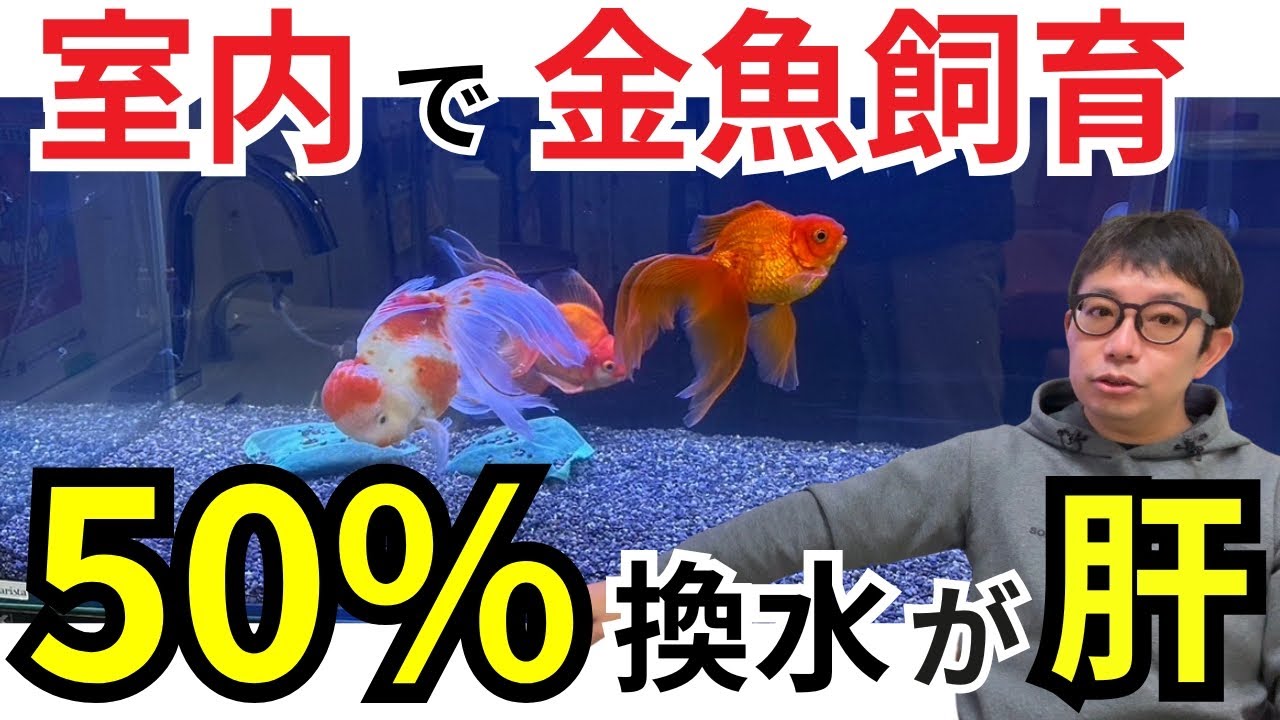 家で飼っている金魚がすぐ弱るなら、これをしてください