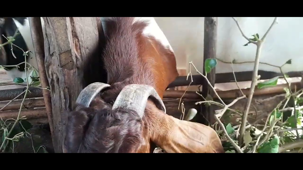 Dê sinh sản đang mang bầu