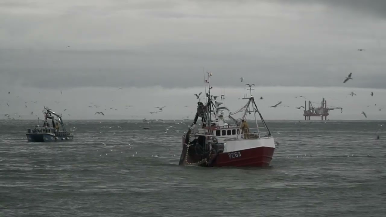 After storm Goretti - Cornish sardines are back on the menu again!