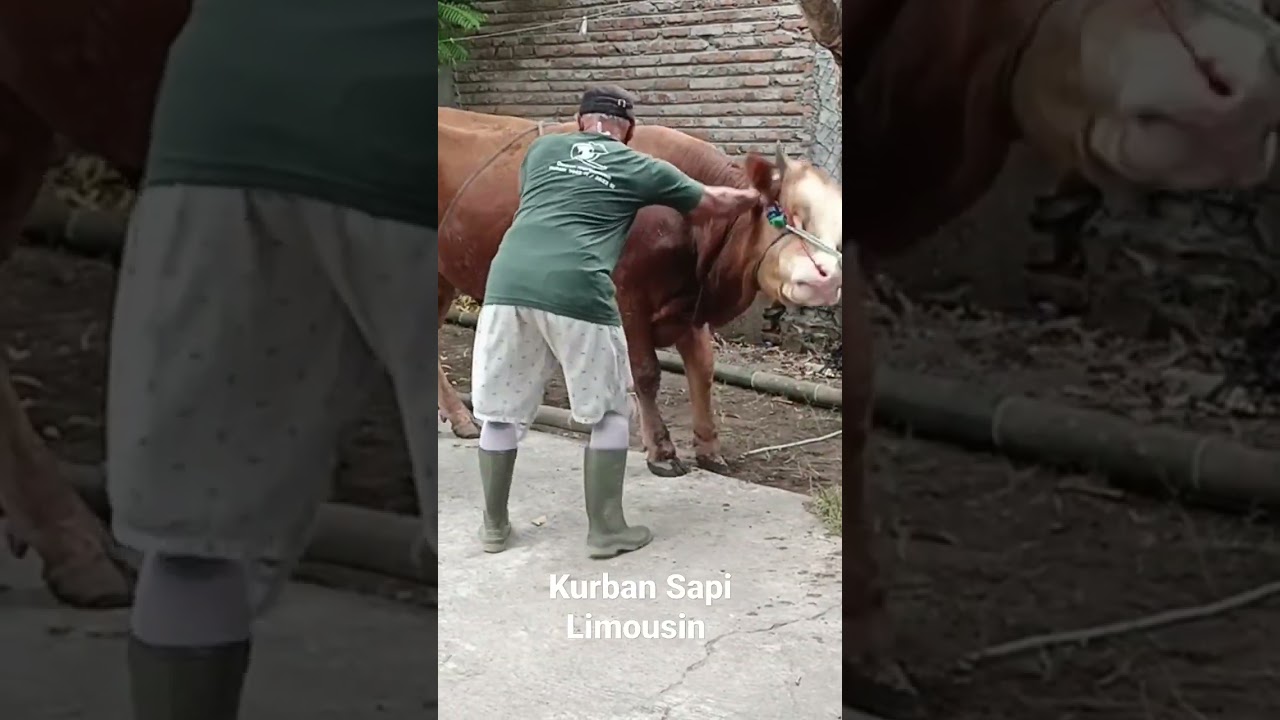 Kurban Sapi Limousin