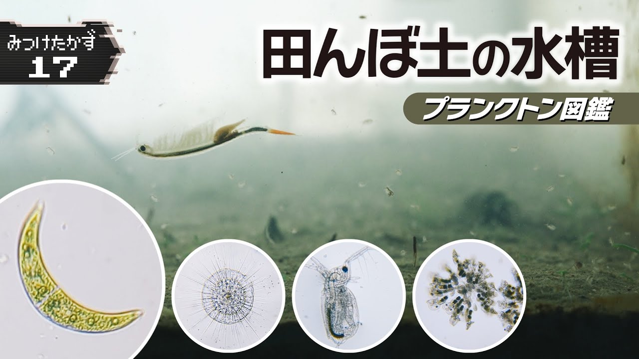 田んぼの土に水を注ぐと姿を見せる生き物たち【プランクトン図鑑】