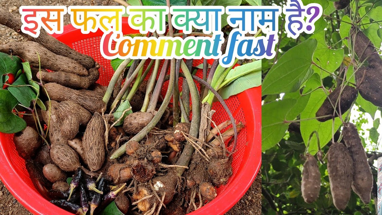 किचन गार्डन से बहुत ही यूनिक फल और देसी अरबी की हार्वेस्टिंग  | Organic vegetables harvesting | 