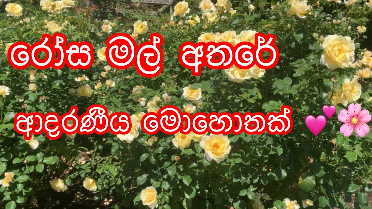 රෝස මල් අතරේ ආදරණීය මොහොතක් 💕🌸