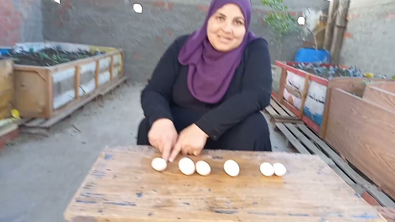 ليه البطه بتكسر بيض الفراخ وقت الرقد