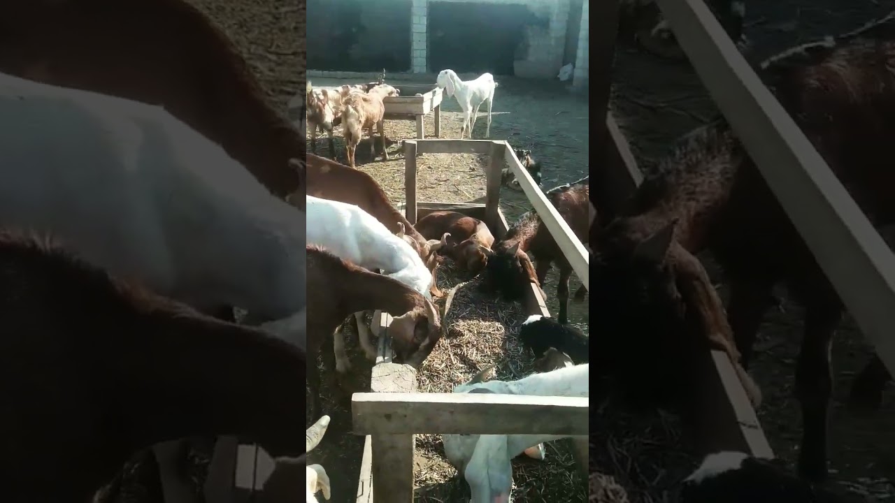 |Goat food|bakriun ki khurak|Goat food in winter|Goat winter food|