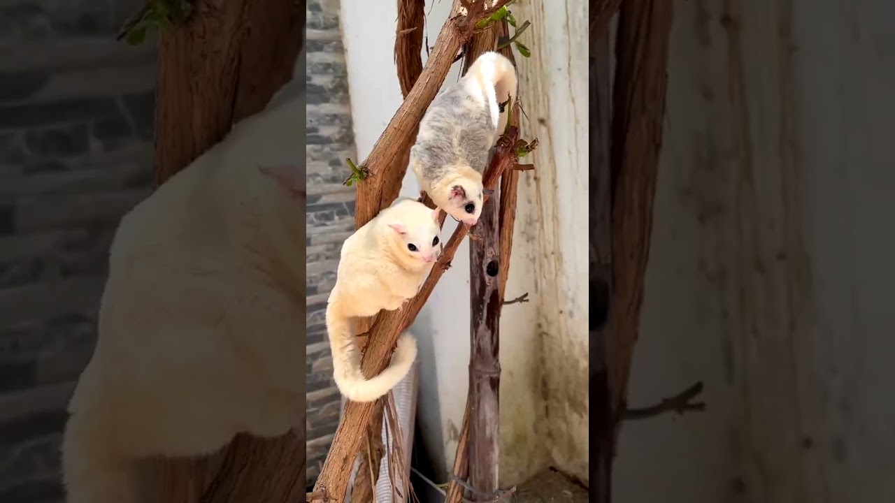 s&oacute;c &uacute; si&ecirc;u &uacute; #xuhuong #sugarglider #trendingshorts #cute #tiktok #tiktok #pets