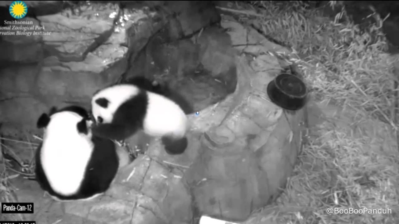 Let's Hear It For Our Bei Bei!