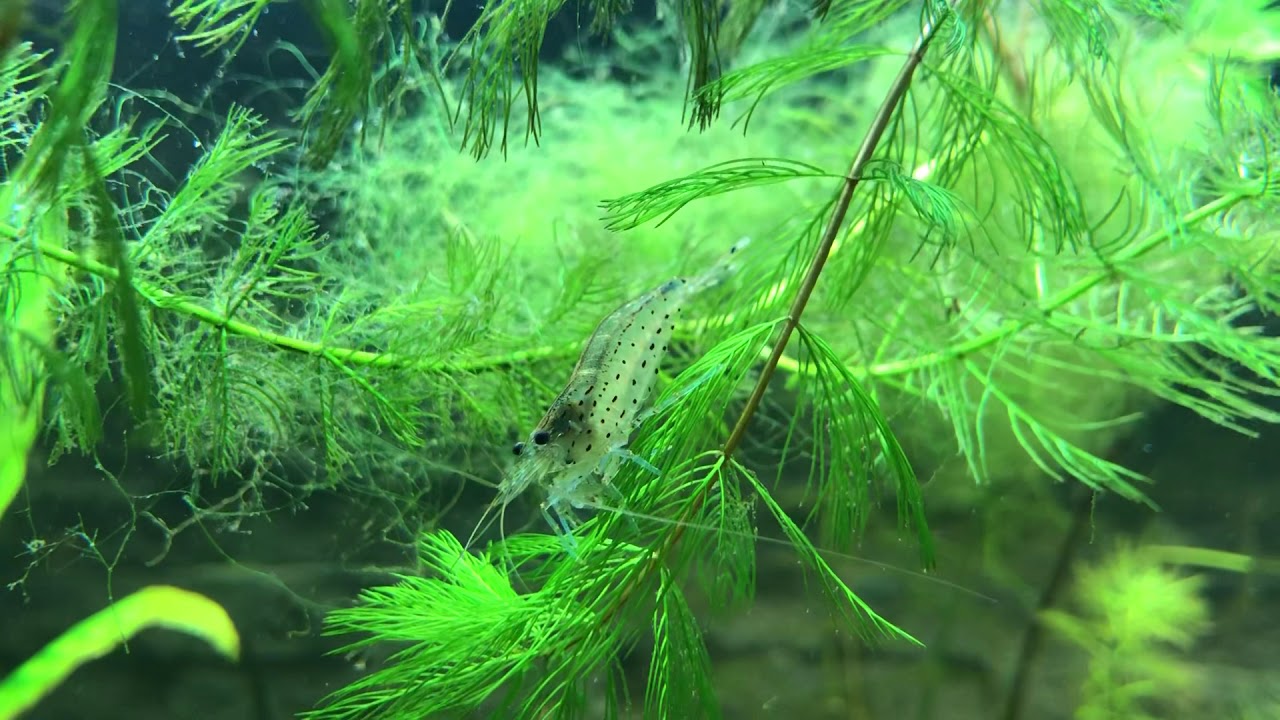Amano shrimp caridina multidentata - @aquarium.as