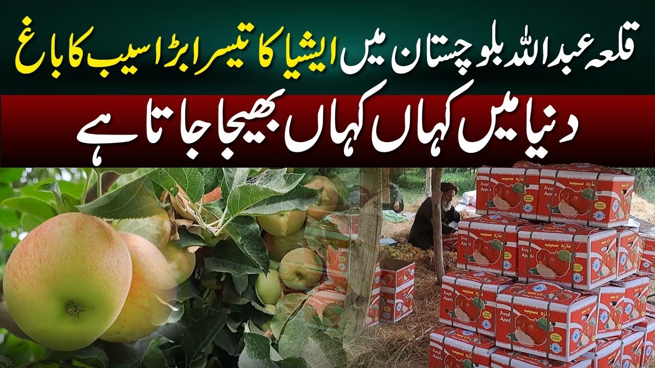 Asia's 3rd Largest Apple Orchard | Exported Worldwide from Qila Abdullah, Balochistan