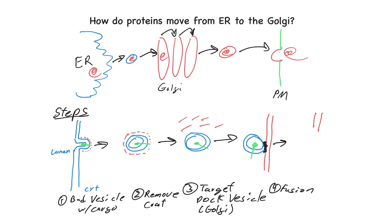 Overview of ER to Golgi trafficking