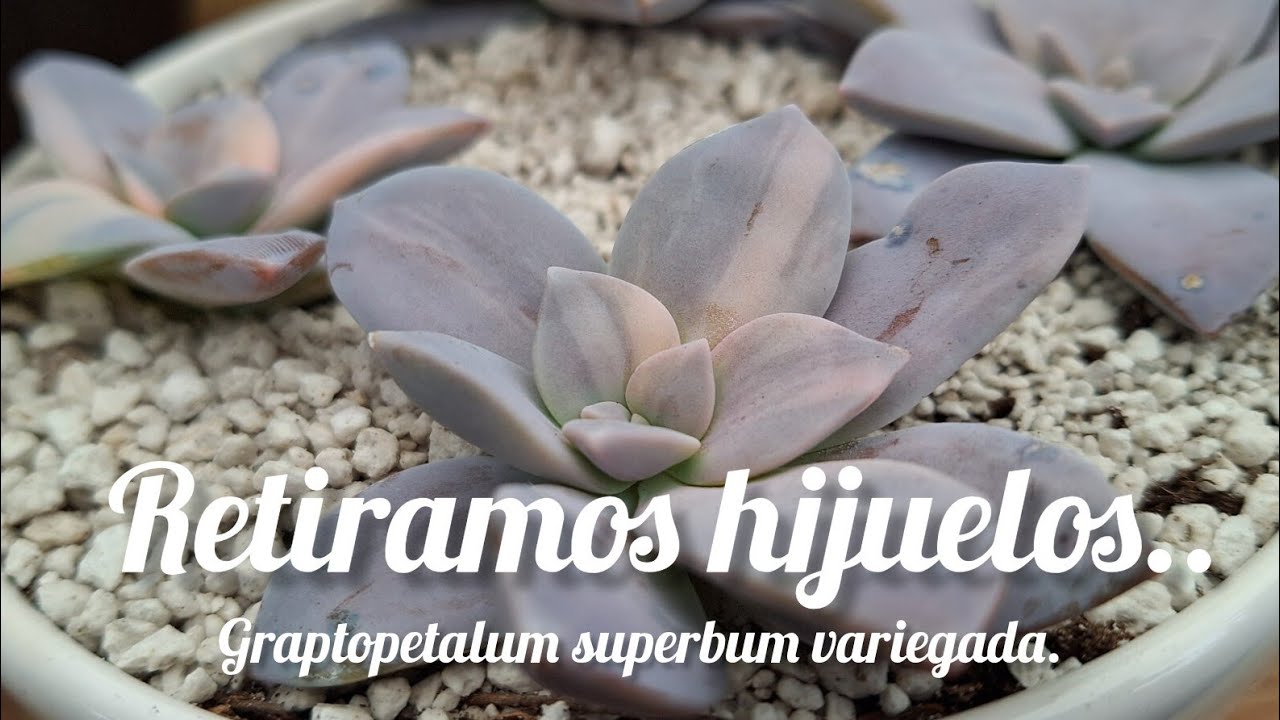 GRAPTOPETALUM SUPERBUM VARIEGADA. Retiramos hijuelos + charla #flores #garden #plantas #flowers