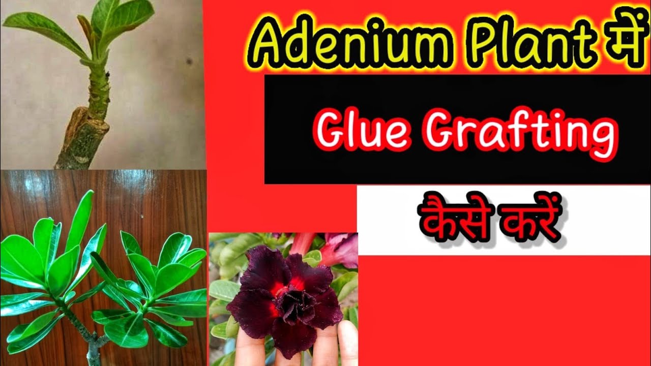 Adenium Plant में Glue Grafting कैसे करें।। एडेनियम प्लांट में ग्लू ग्राफ्टिंग कैसे करें।।