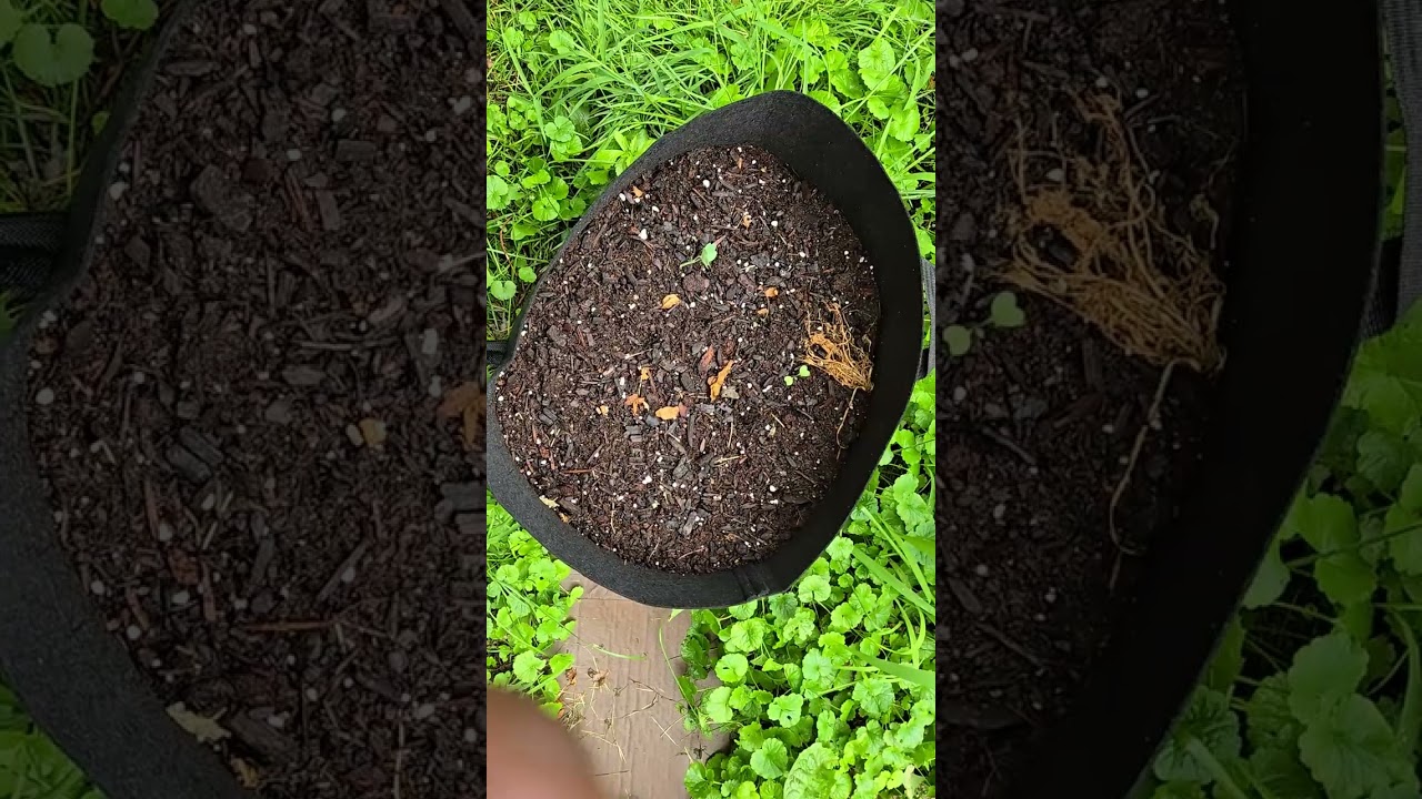 Rainy Day Garden tour 27 Jun 25, Urban Gardening on a Budget