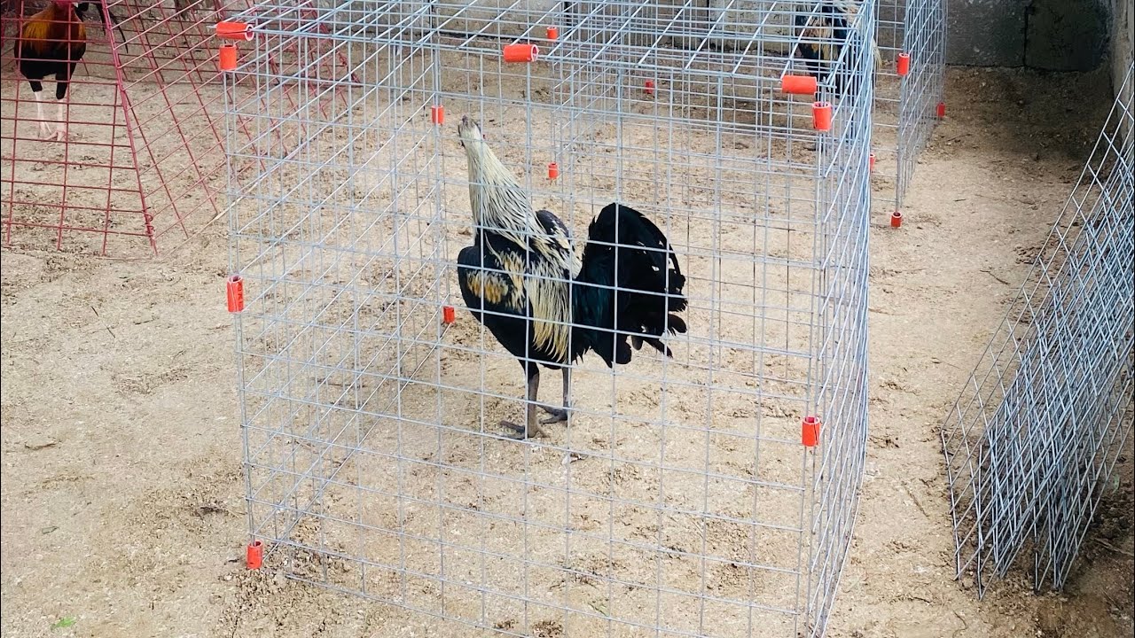 How to make cock fighting pens. DIY square pens