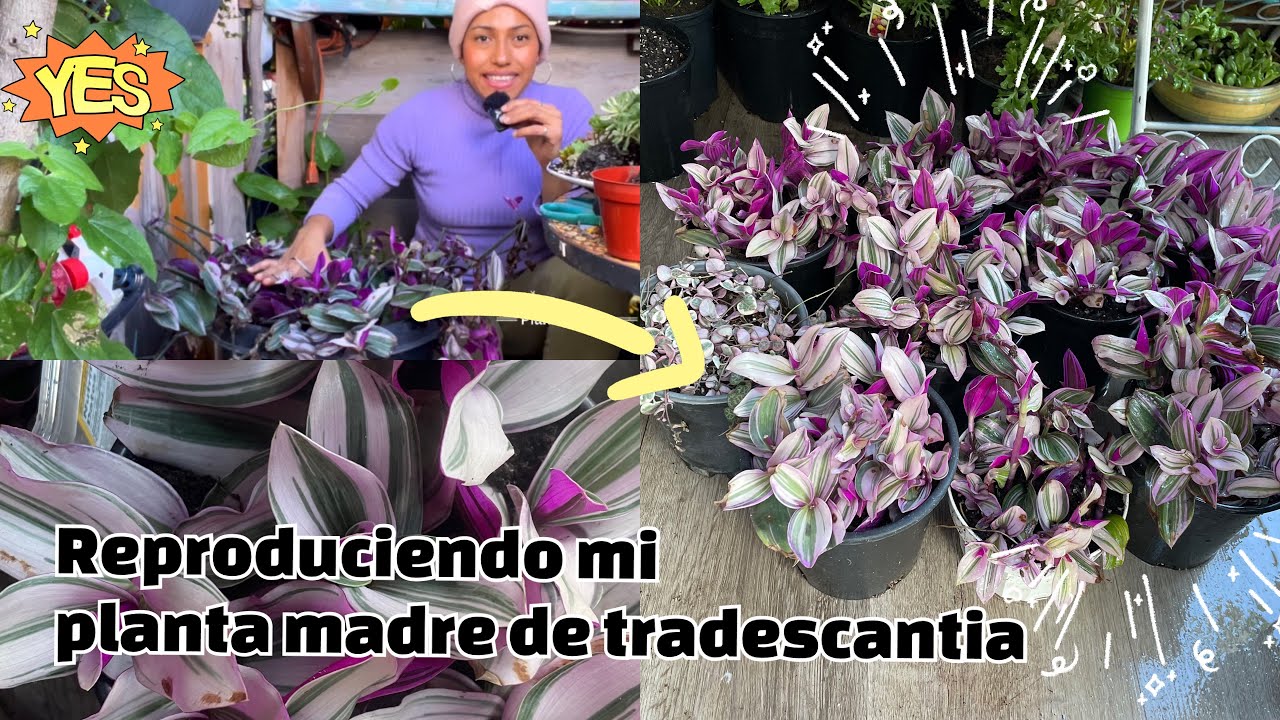 cortando la planta madre de tradescantia  nanouk  pink para vender en mi negocio