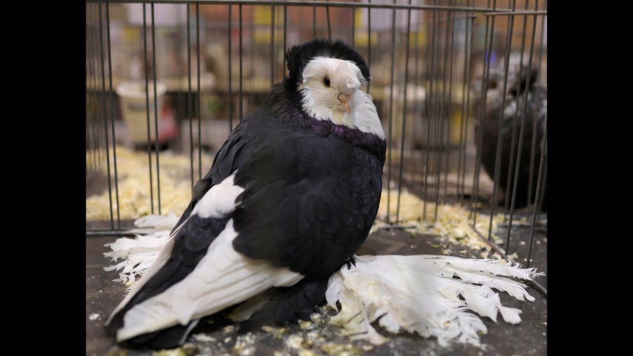 Fancy Pigeon Breeds - Part  1