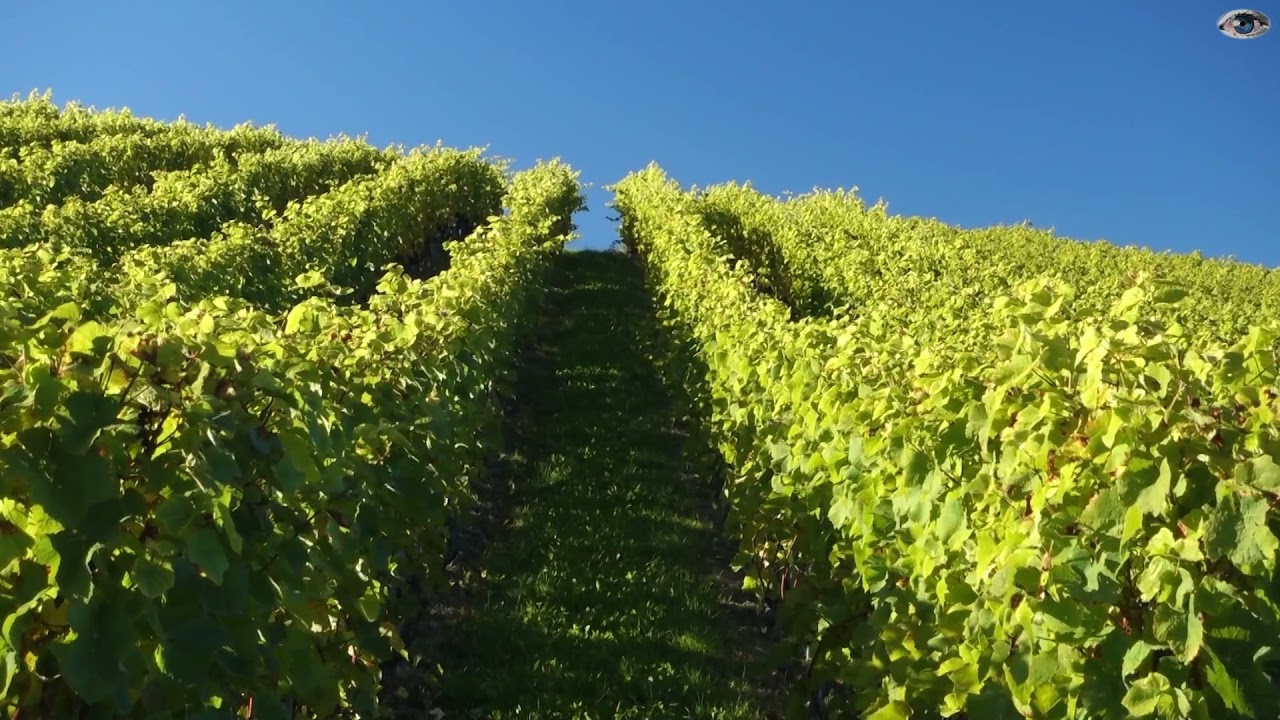 lavidici.tv RandoBalade dans les vignes Arnex sur Orbe