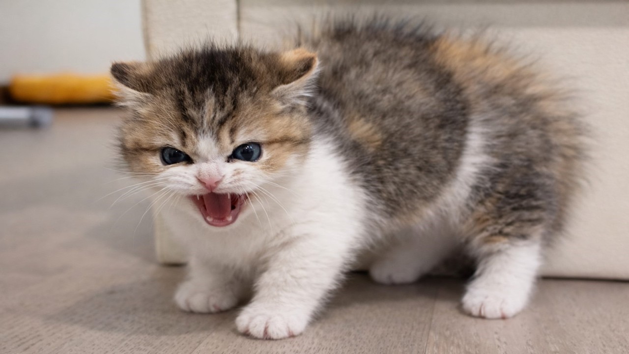 This Is Very Angry For Disturbing By The Owner 😺😻