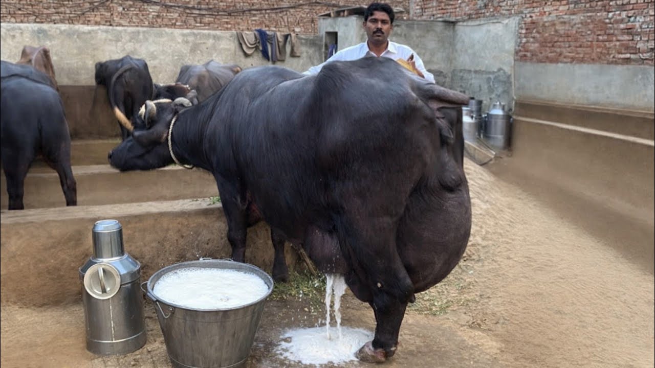 एक दिन में 50 लीटर दूध देने वाली भैंस | highest milking Buffalo |#MilkingBuffalo