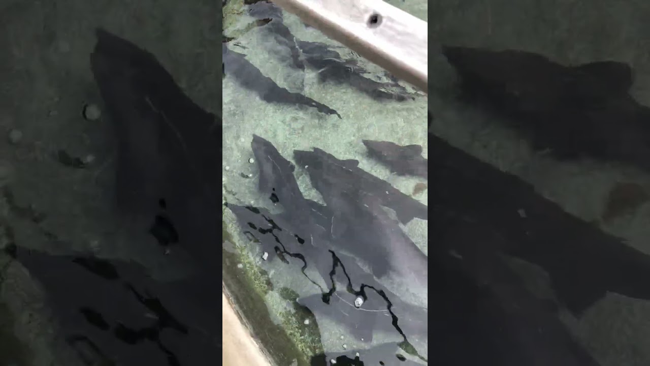 სომხეთში ზუთხი - Sturgeon in Armenia