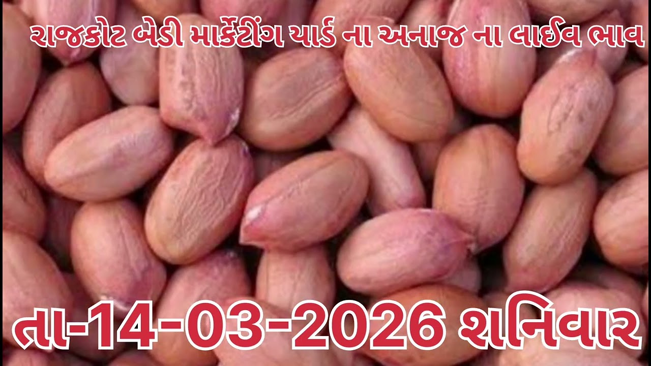 #rajkotmarketingyard 14-03-2026 #anajmandibhav #varalvideo #long #trending #agriculture#gujrat#fact
