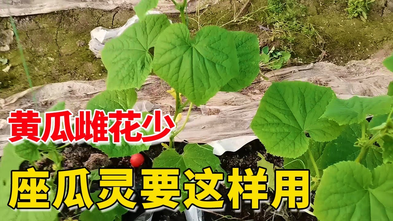 高温黄瓜雌花少，坐瓜难，座瓜灵用好了，雄花变雌花【付老师种植技术团队】