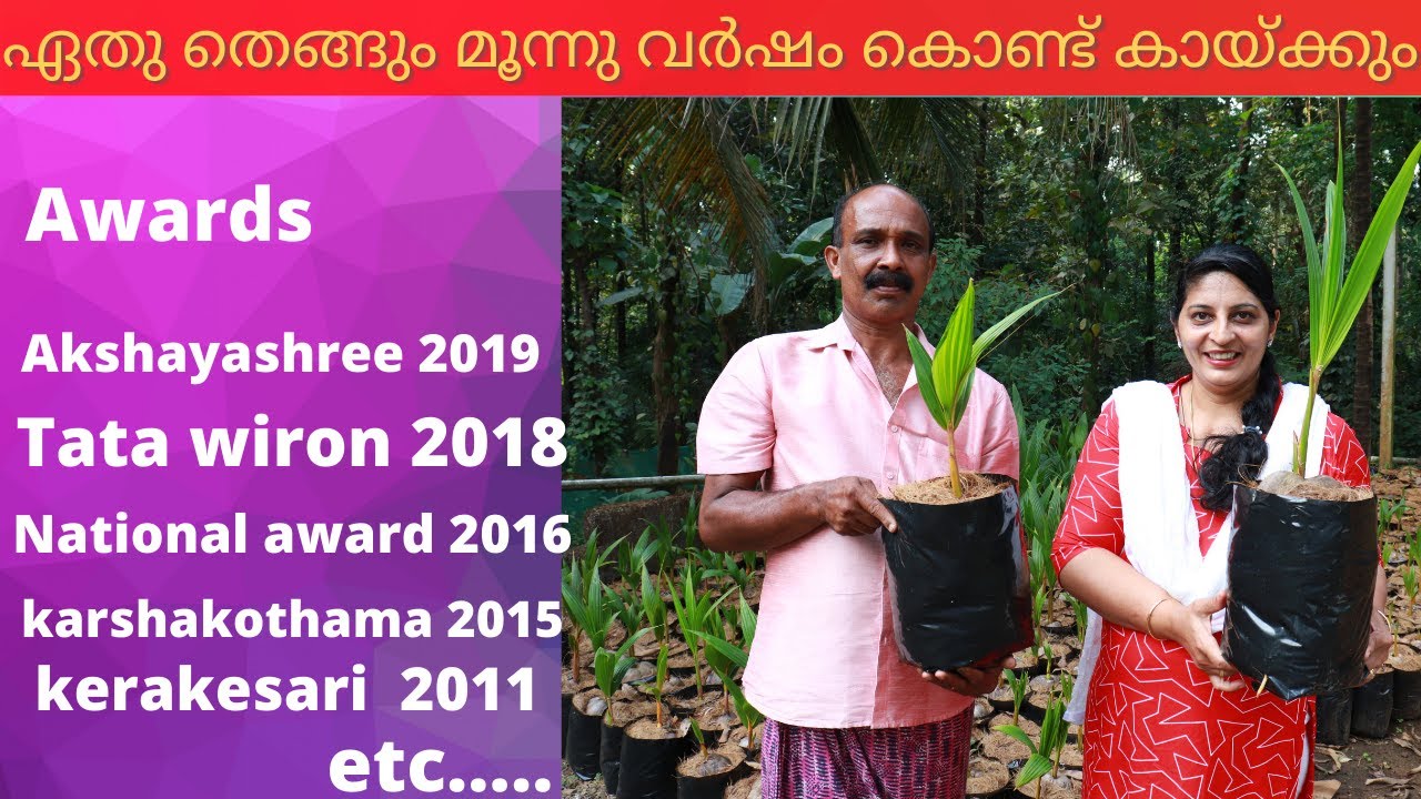 തൈക്ക്  Rs 100.കൂടതൈക്ക്  Rs 140/Any coconut will bear fruit in three years/Rincy'skitchen&vlog