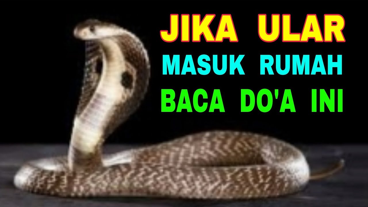 Sangat Berbahaya Mem-bun-uh Ular Masuk Rumah - Sebelum Baca Do'a Ini