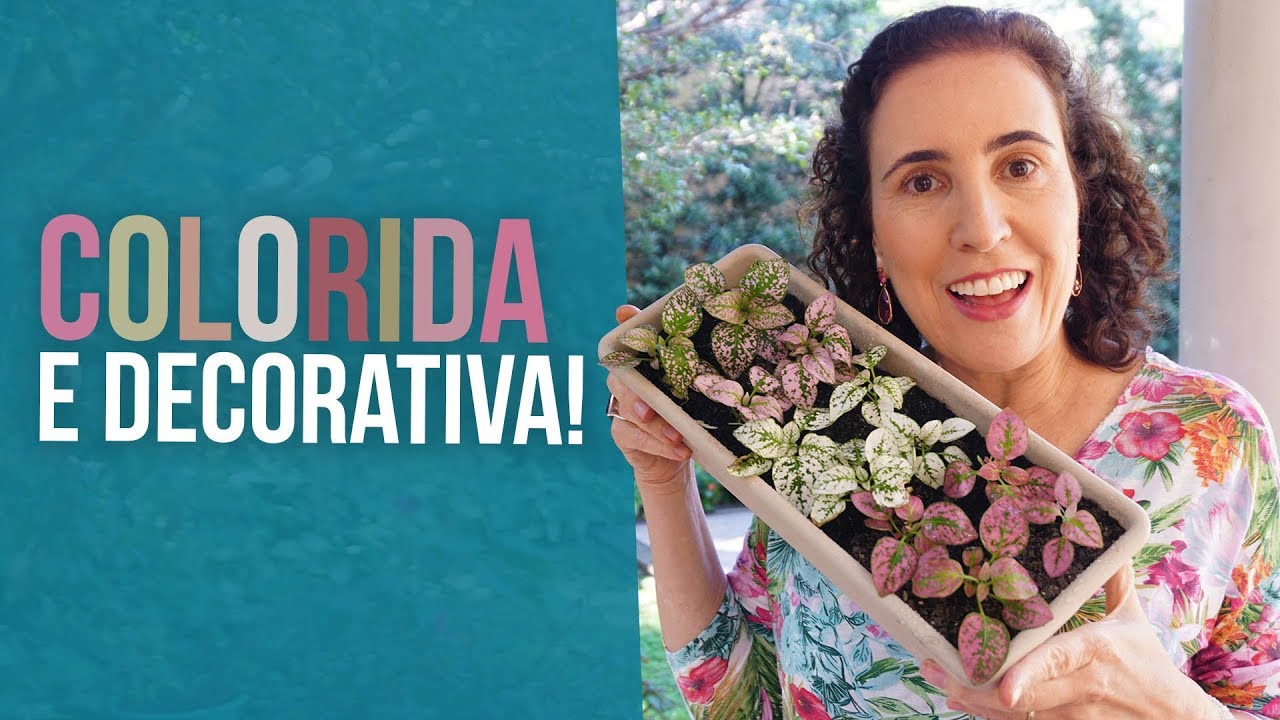 DICAS DE CULTIVO DE CONFETE (HYPOESTES) ➕ REPLANTIO | Nô Figueiredo