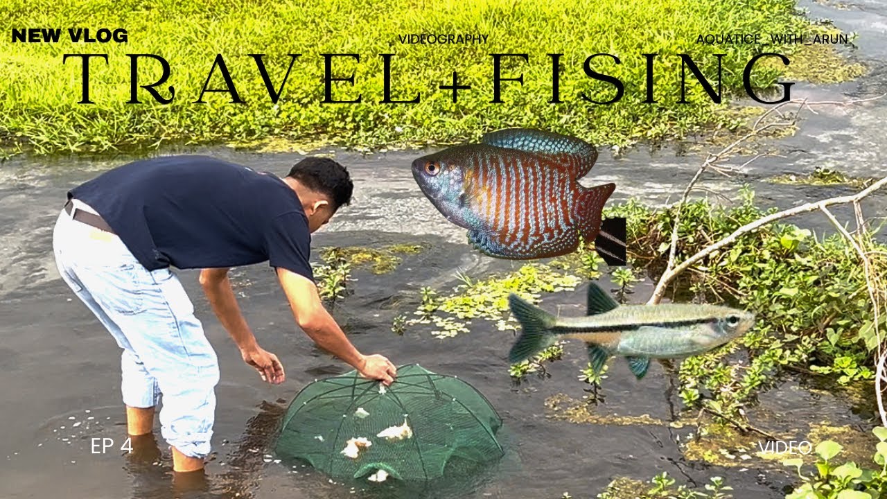 Fishing for aquarium in wild fishing spot🐠🎣