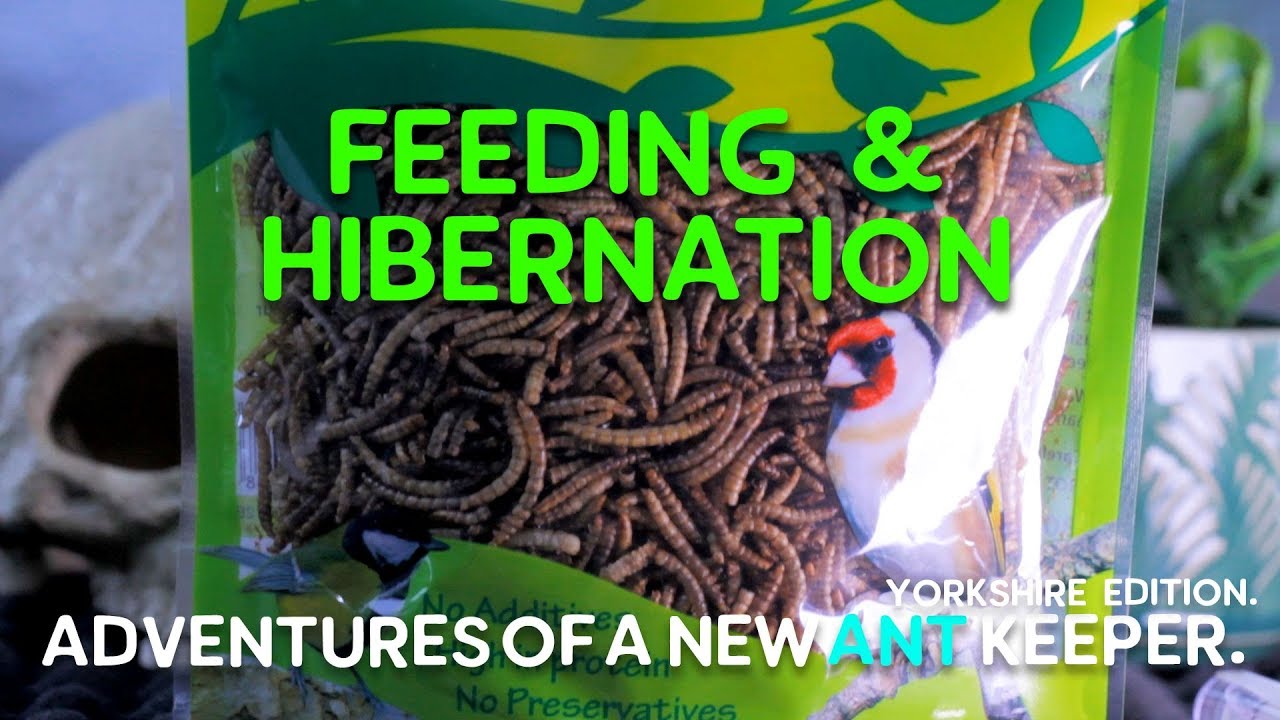 02: Lasius Niger -  Feeding and Hibernation