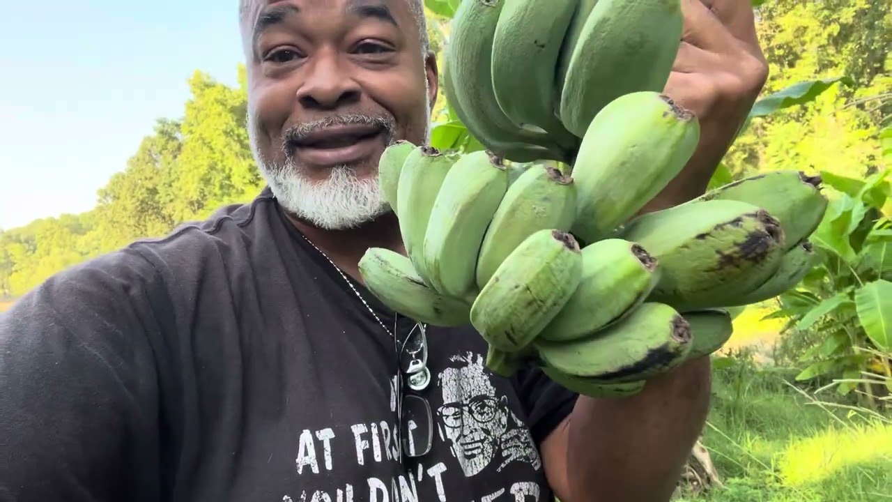 BANANAS GROWING IN SOUTH CAROLINA!! Zone 8a-8b 🍌🍌