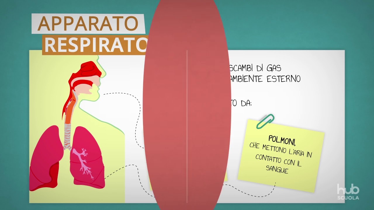 Il corpo umano