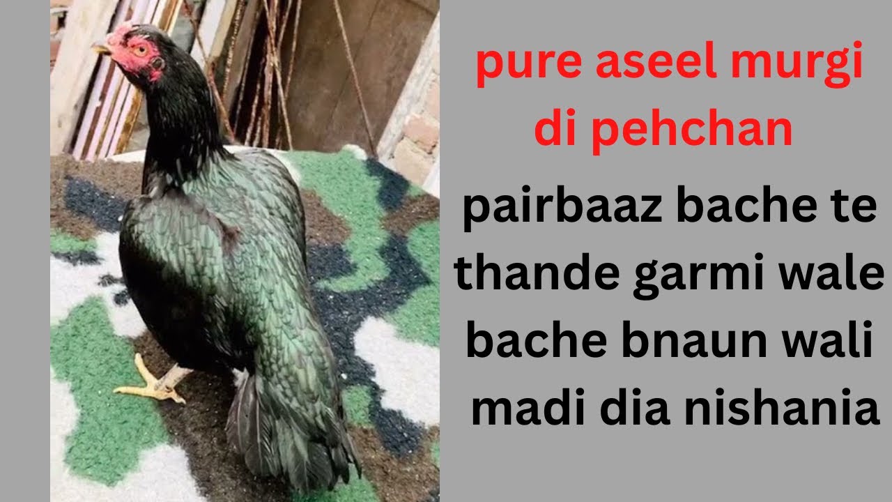 aseel murgi di pehchan / aseel hen quality check 