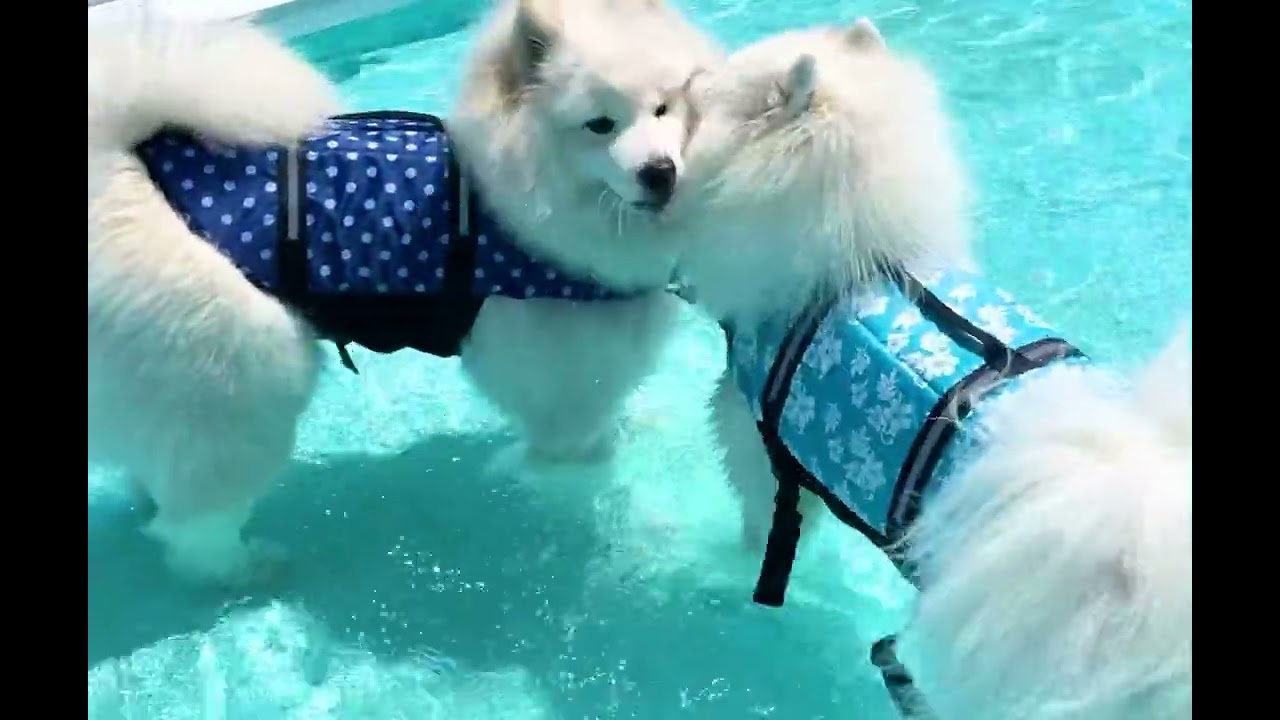 怖かったプールが楽しくなって走るまで【サモエドのソラン】