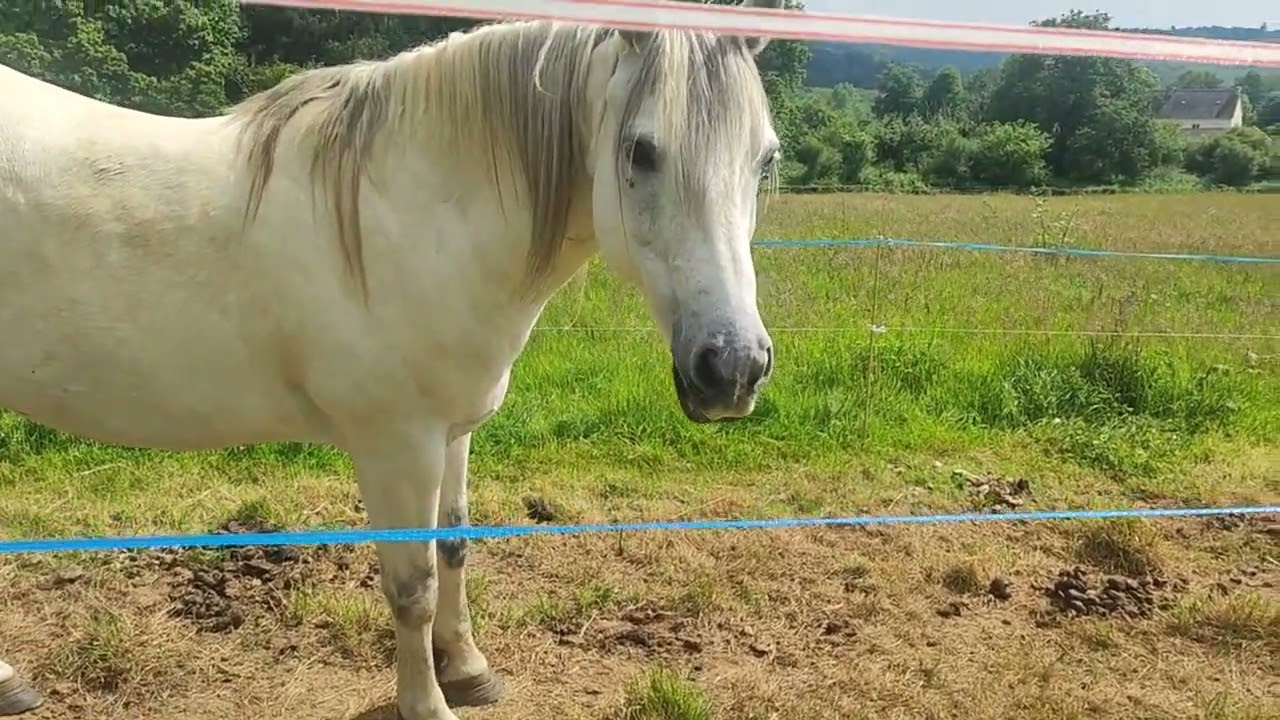 Life at the Bitless Horse Training Project farm.