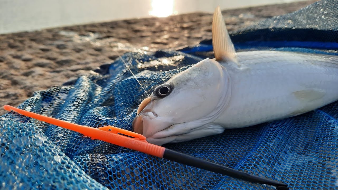PESCA A BOLOGNESE - Bolognese in acque salmastre