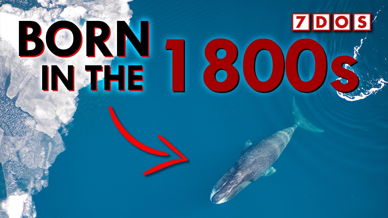Как гренландские киты живут более 200 лет