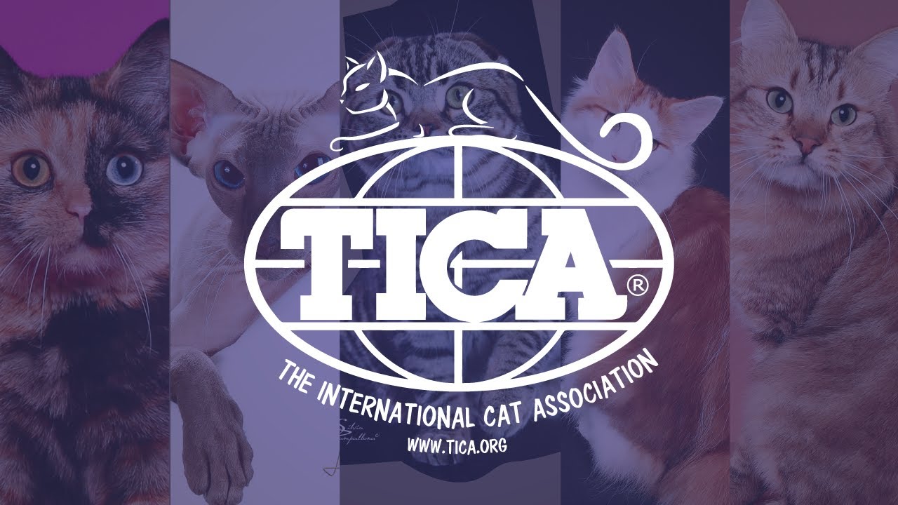 TICA&rsquo;s Top Five Best Cats of 2020