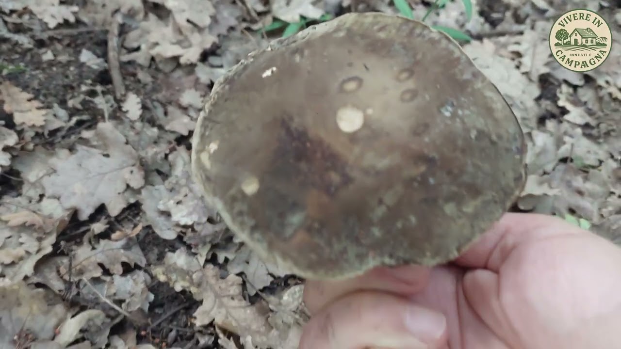 Primi porcini della stagione ottobre 2025 / Mushrooms Boletus aereus in Calabria Italy